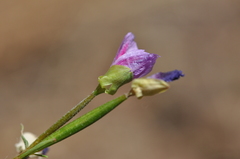 Clarkia amoena caurina