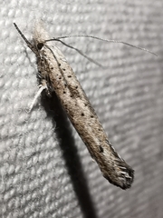 Paradoxus osyridellus