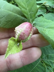 Phylloxera caryaemagna