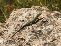 Podarcis pityusensis