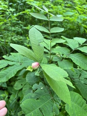 Phylloxera caryaemagna