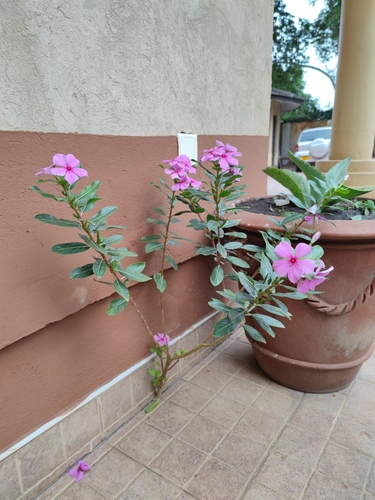 Catharanthus roseus image