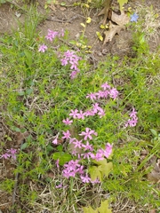 Phlox nivalis