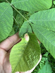 Phylloxera caryaemagna