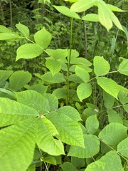 Phylloxera caryaemagna