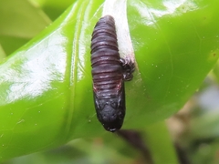 Tortrix viridana