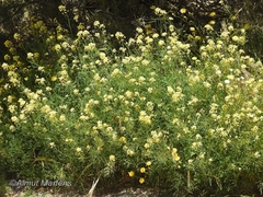 Diplotaxis ibicensis