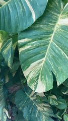 Epipremnum aureum