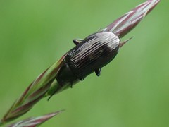 Tenebrionidae