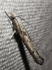 Paradoxus osyridellus