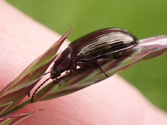 Tenebrionidae