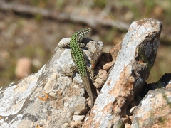 Podarcis pityusensis