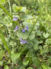 Glechoma hederacea