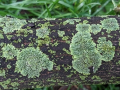 Lecanoromycetes