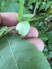 Phylloxera caryaemagna