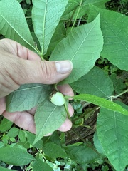 Phylloxera caryaemagna