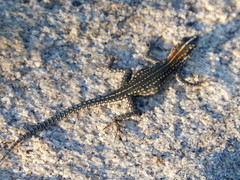 Platysaurus maculatus