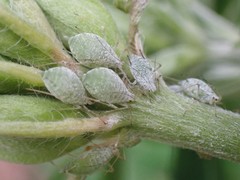 Macrosiphum albifrons