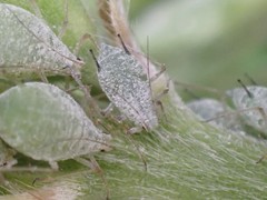 Macrosiphum albifrons