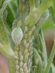Macrosiphum albifrons