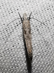 Paradoxus osyridellus