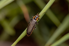 Cantharis obscura
