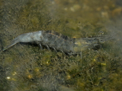 Penaeus paulensis