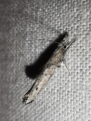 Paradoxus osyridellus