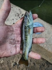 Micropterus coosae