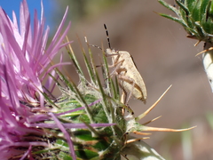 Eudolycoris alluaudi