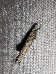 Paradoxus osyridellus