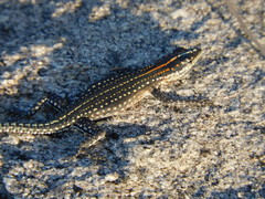 Platysaurus maculatus