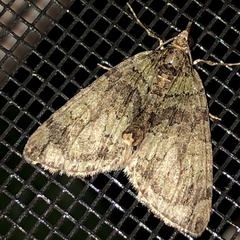 Hydriomena perfracta