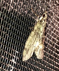 Hydriomena perfracta