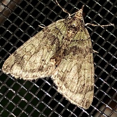Hydriomena perfracta