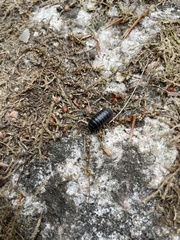 Armadillidium vulgare