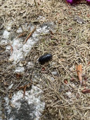 Armadillidium vulgare