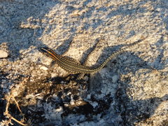 Platysaurus maculatus