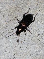 Poecilus chalcites