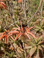Aloe maculata