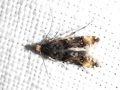 Stenoptinea cyaneimarmorella