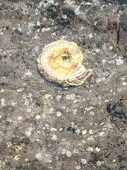 Thylacodes variabilis