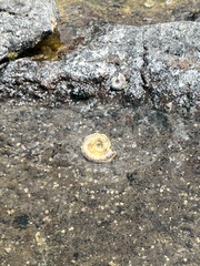 Thylacodes variabilis