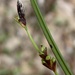 Carex pedunculata - Photo Oikeuksia ei pidätetä, lähettänyt Reuven Martin