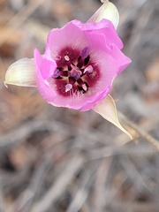 Calochortus splendens