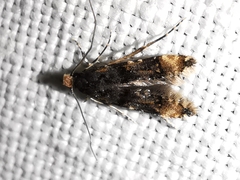 Stenoptinea cyaneimarmorella