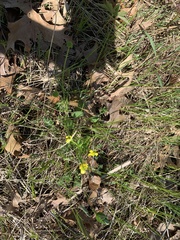 Ranunculus rhomboideus