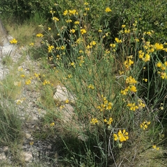 Coronilla juncea
