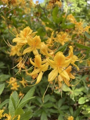 Rhododendron