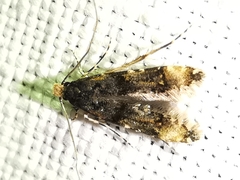 Stenoptinea cyaneimarmorella